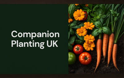 Companion Planting Guide for UK Vegetable Gardens guide thumbnail