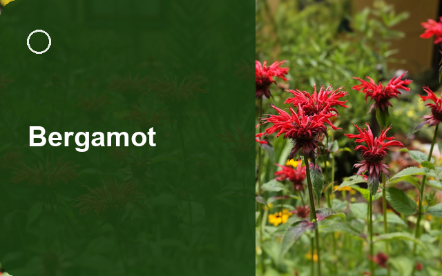 How to Grow Bergamots | Planting & Establishment guide thumbnail