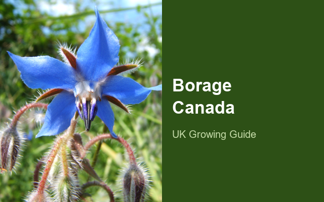 How to Grow Borage Canada | Complete Growing Guide guide thumbnail