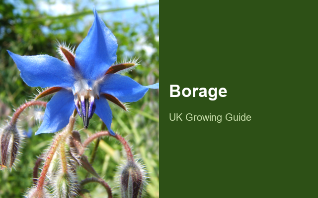 How to Grow Borage | Complete Growing Guide guide thumbnail