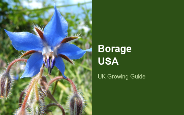 How to Grow Borage USA | Complete Growing Guide guide thumbnail