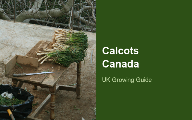 How to Grow Calçots Canada | Soil, pH & Growing Guide guide thumbnail