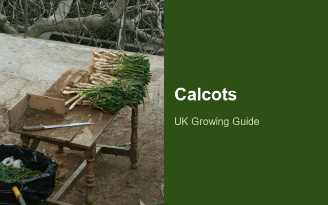 How to Grow Calçots | Soil, pH & Growing Guide guide thumbnail