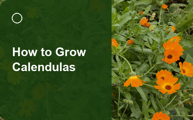 How to Grow Calendulas | Complete Growing Guide guide thumbnail