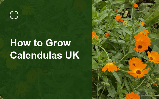 How to Grow Calendulas UK | Regional Planting Calendar guide thumbnail