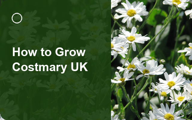 How to Grow Costmary UK | Regional Planting Calendar guide thumbnail
