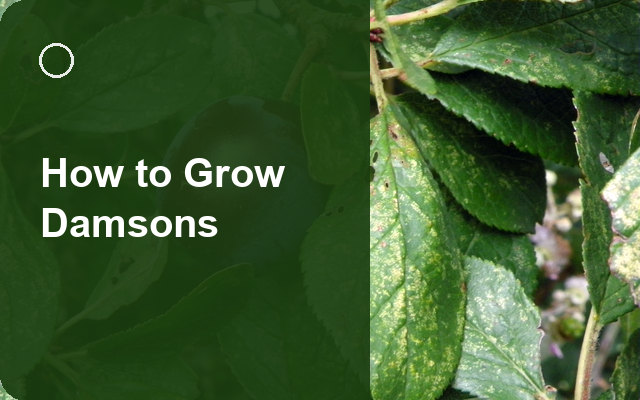How to Grow Damsons | Care, Pests & Disease Control guide thumbnail
