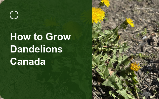 How to Grow Dandelions Canada | Planting & Establishment guide thumbnail
