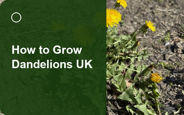 How to Grow Dandelions UK | Regional Planting Calendar guide thumbnail