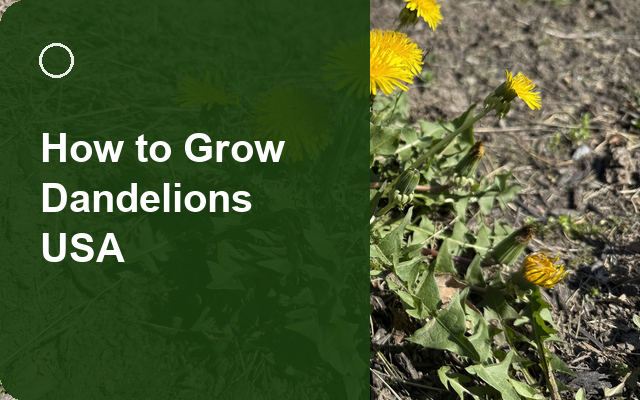 How to Grow Dandelions USA | Planting & Establishment guide thumbnail