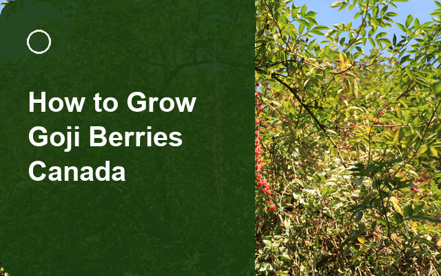 How to Grow Goji Berries Canada | Complete Growing Guide guide thumbnail