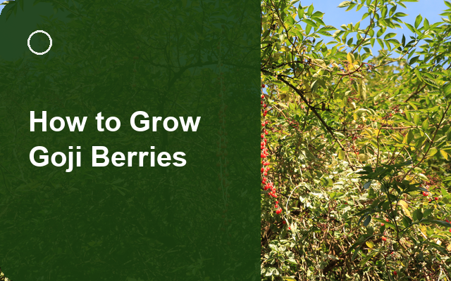 How to Grow Goji Berries | Complete Growing Guide guide thumbnail