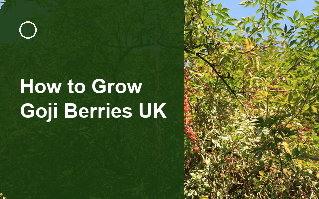 How to Grow Goji Berries UK | Regional Planting Calendar guide thumbnail