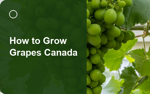 How to Grow Grapes Canada | Care, Pests & Disease Control guide thumbnail