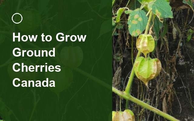 How to Grow Ground Cherries Canada | Regional Planting Calendar guide thumbnail