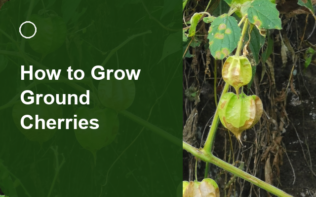 How to Grow Ground Cherries | Soil, pH & Growing Guide guide thumbnail