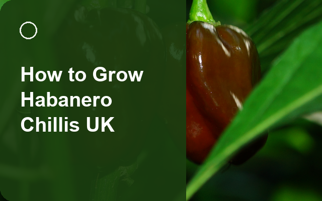 How to Grow Habanero Chillis UK | Regional Planting Calendar guide thumbnail