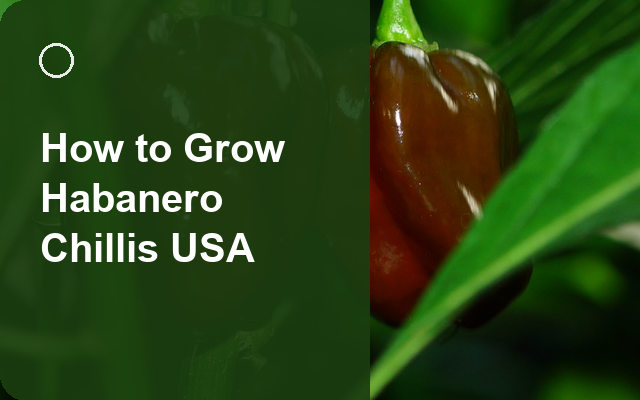 How to Grow Habanero Chillis USA | Regional Planting Calendar guide thumbnail