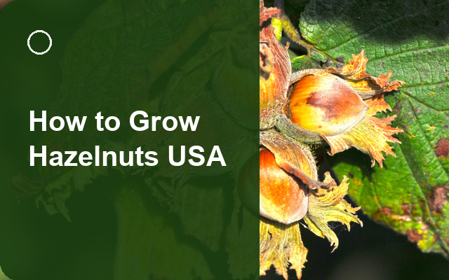 How to Grow Hazelnuts USA | Full-Season Growing Guide guide thumbnail