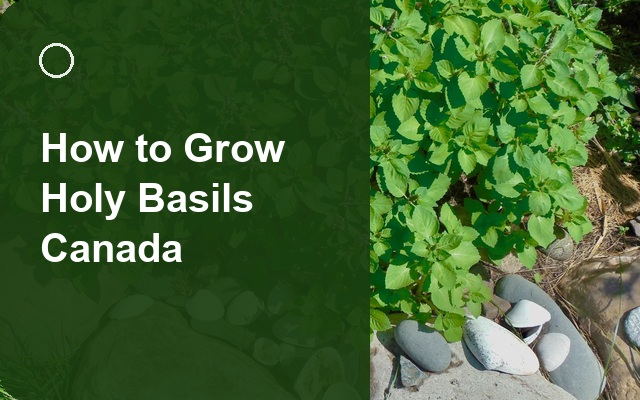 How to Grow Holy Basils Canada | Sowing, Protection & Harvest guide thumbnail