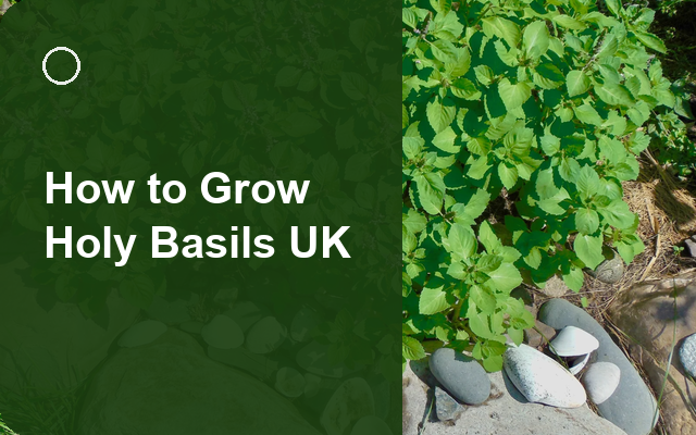 How to Grow Holy Basils UK | Regional Planting Calendar guide thumbnail