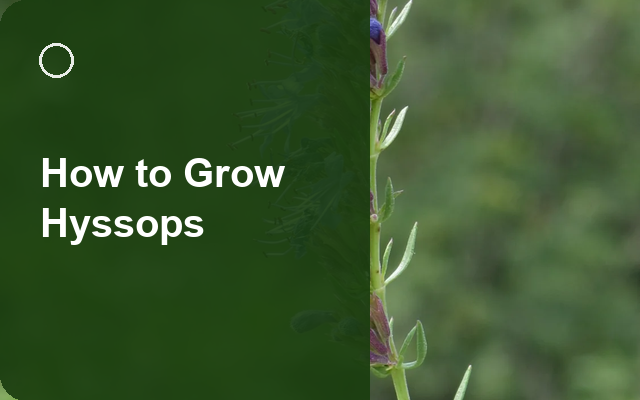 How to Grow Hyssops | Planting & Establishment guide thumbnail
