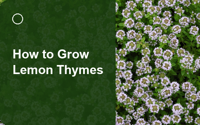 How to Grow Lemon Thymes | Planting & Establishment guide thumbnail