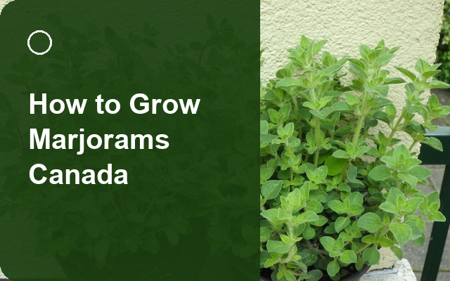 How to Grow Marjorams Canada | Planting & Establishment guide thumbnail