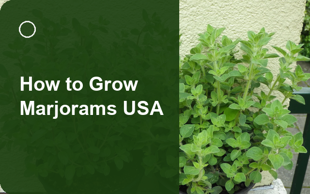 How to Grow Marjorams USA | Planting & Establishment guide thumbnail