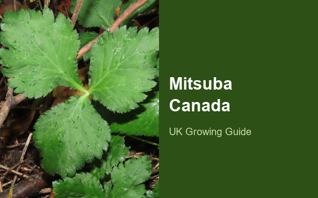 How to Grow Mitsuba Canada | Planting & Establishment guide thumbnail