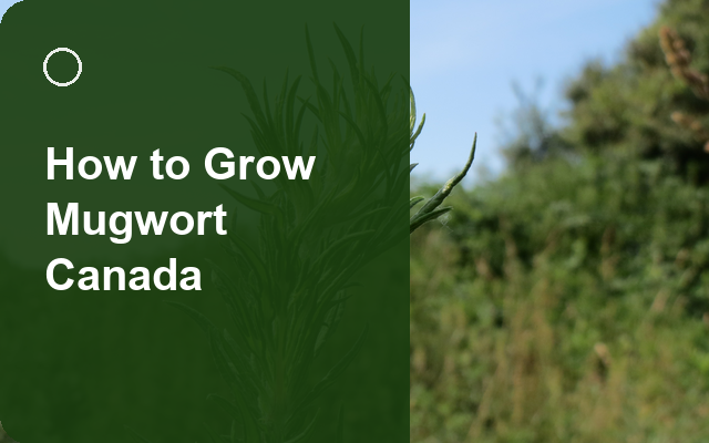How to Grow Mugwort Canada | Planting & Establishment guide thumbnail