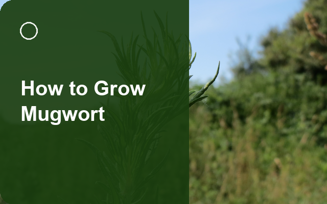 How to Grow Mugwort | Planting & Establishment guide thumbnail