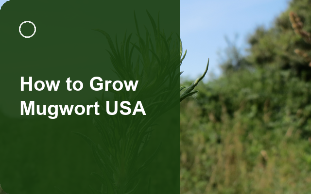 How to Grow Mugwort USA | Planting & Establishment guide thumbnail