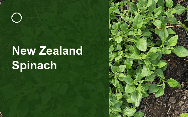 How to Grow New Zealand Spinaches Canada | Planting & Establishment guide thumbnail