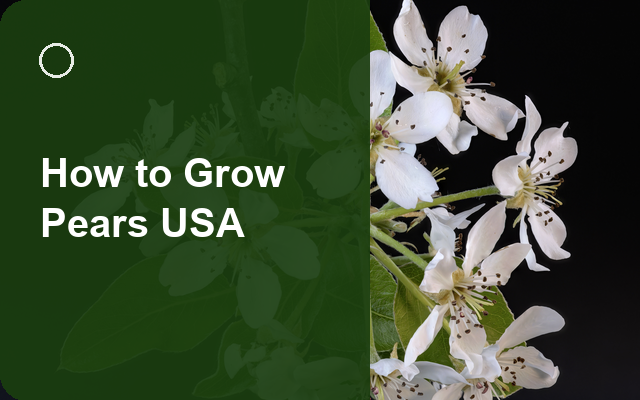 How to Grow Pears USA | Care, Pests & Disease Control guide thumbnail