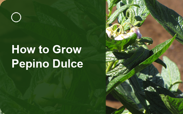 How to Grow Pepino Dulce | Care, Pests & Disease Control guide thumbnail