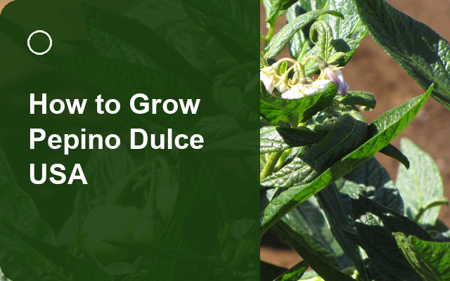 How to Grow Pepino Dulce USA | Care, Pests & Disease Control guide thumbnail