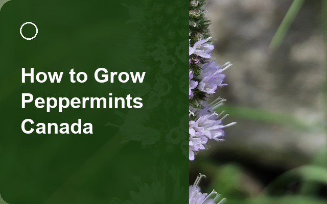 How to Grow Peppermints Canada | Planting & Establishment guide thumbnail