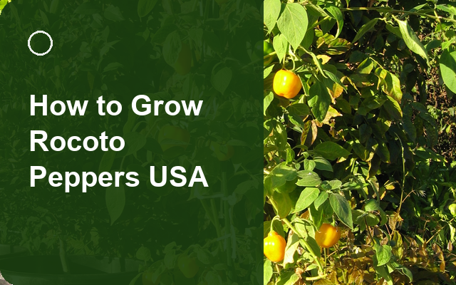 How to Grow Rocoto Peppers USA | Regional Planting Calendar guide thumbnail