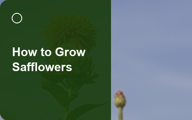 How to Grow Safflowers | Care, Pests & Disease Control guide thumbnail
