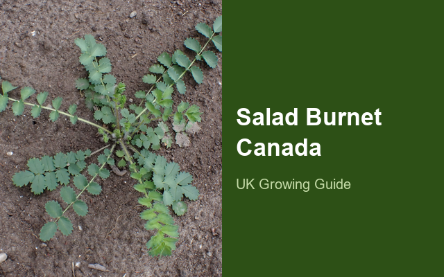 How to Grow Salad Burnet Canada | Planting & Establishment guide thumbnail