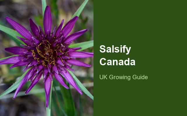 How to Grow Salsify Canada | Complete Growing Guide guide thumbnail