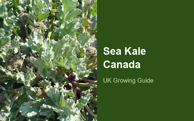 How to Grow Sea Kale Canada | Planting & Establishment guide thumbnail
