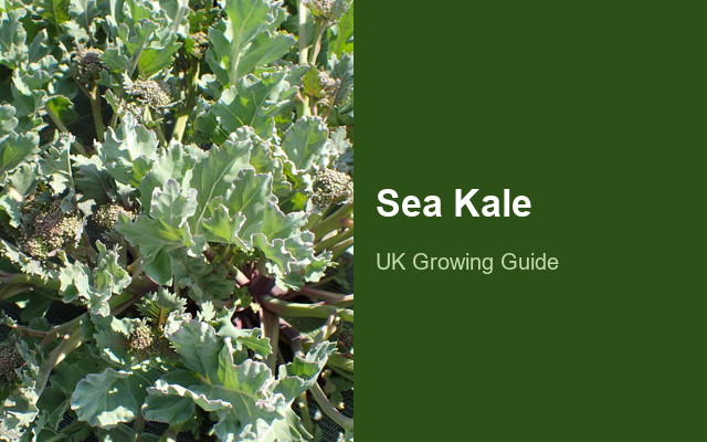 How to Grow Sea Kale | Planting & Establishment guide thumbnail
