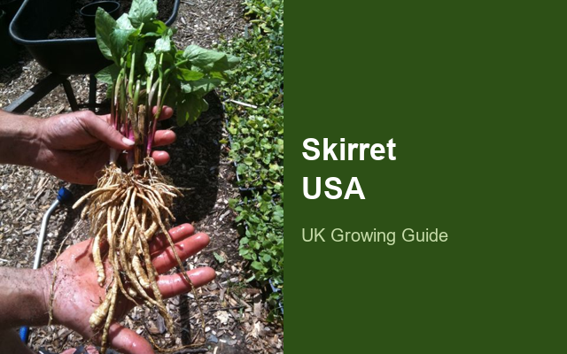 How to Grow Skirrets USA | Planting & Establishment guide thumbnail