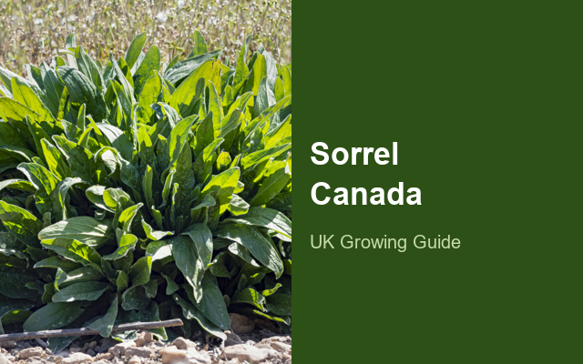 How to Grow Sorrel Canada | Planting & Establishment guide thumbnail