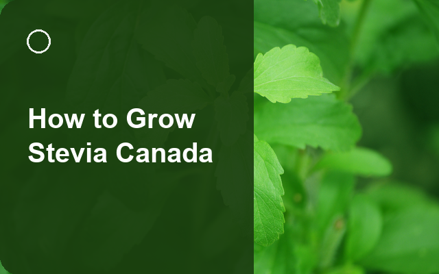 How to Grow Stevia Canada | Regional Planting Calendar guide thumbnail