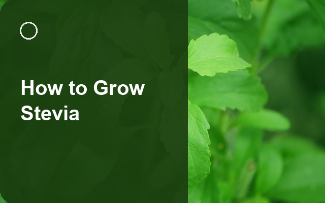 How to Grow Stevia | Planting & Establishment guide thumbnail