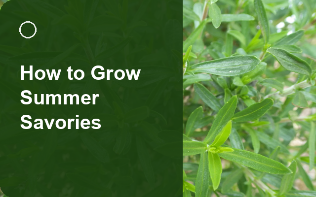 How to Grow Summer Savories | Planting & Establishment guide thumbnail