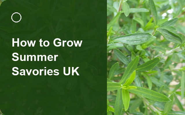 How to Grow Summer Savories UK | Regional Planting Calendar guide thumbnail